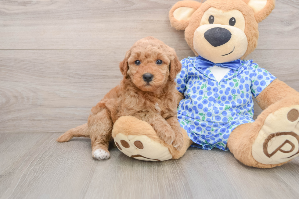 Little Mini Goldenpoo Poodle Mix Puppy