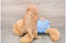 Mini Goldendoodle Pup Being Cute