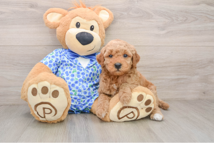 Best Mini Goldendoodle Baby
