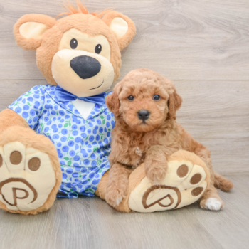 Best Mini Goldendoodle Baby