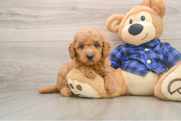 Funny Mini Goldendoodle Poodle Mix Pup