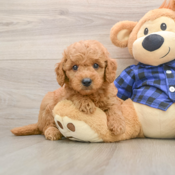 Funny Mini Goldendoodle Poodle Mix Pup