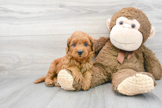 Mini Goldendoodle Puppy for Adoption