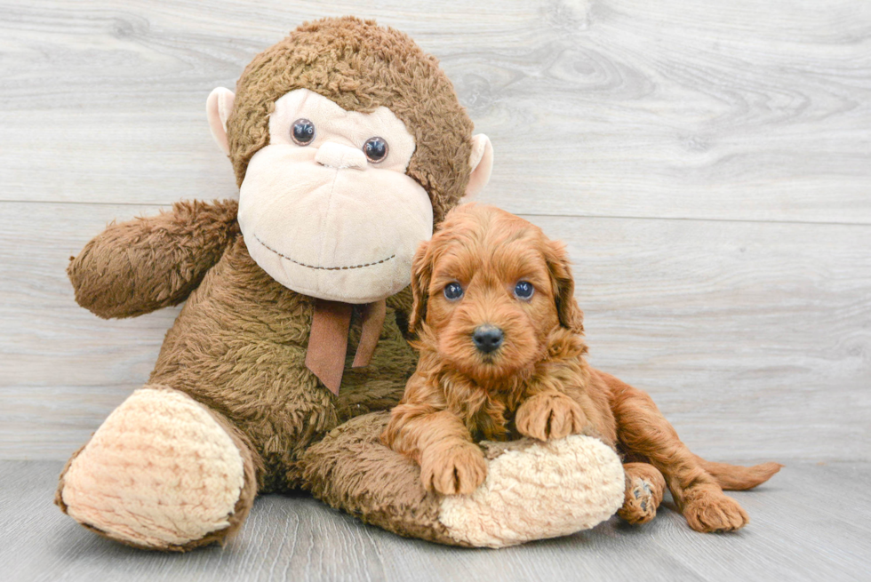 Little Golden Retriever Poodle Mix Puppy