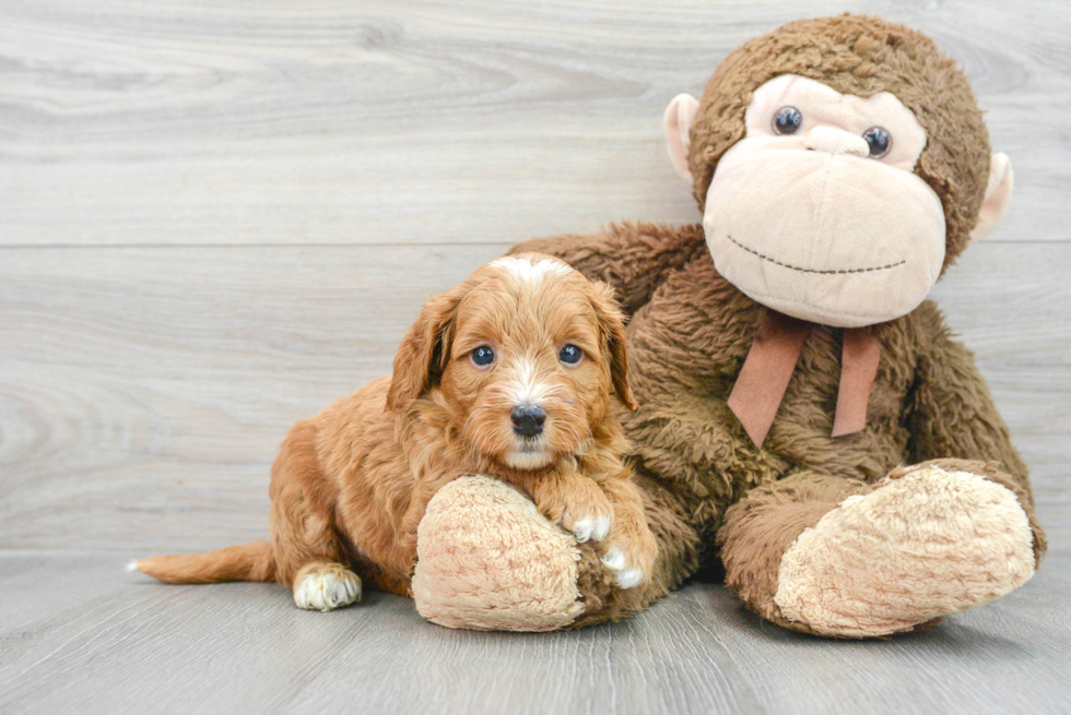 Energetic Golden Retriever Poodle Mix Puppy