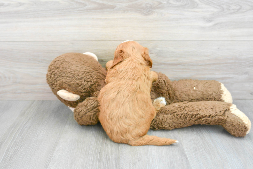 Small Mini Goldendoodle Baby