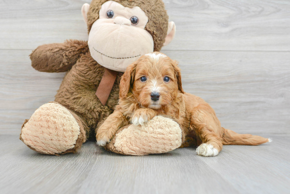 Cute Mini Goldendoodle Baby