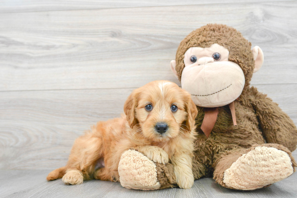 Fluffy Mini Goldendoodle Poodle Mix Pup