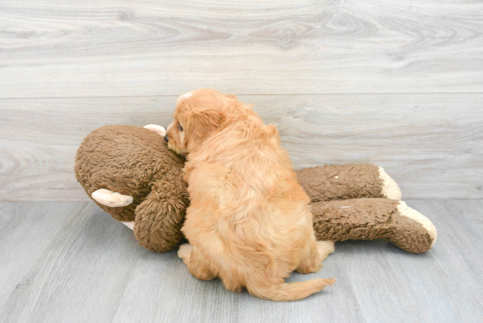 Little Golden Retriever Poodle Mix Puppy