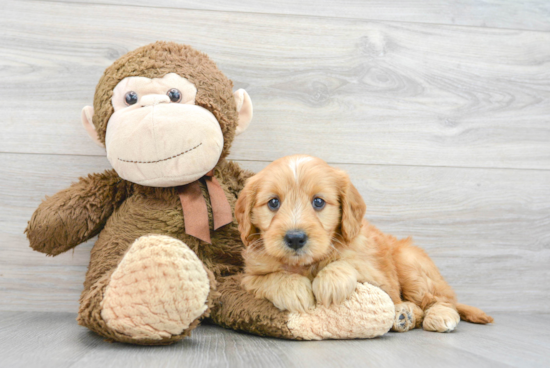 Mini Goldendoodle Pup Being Cute