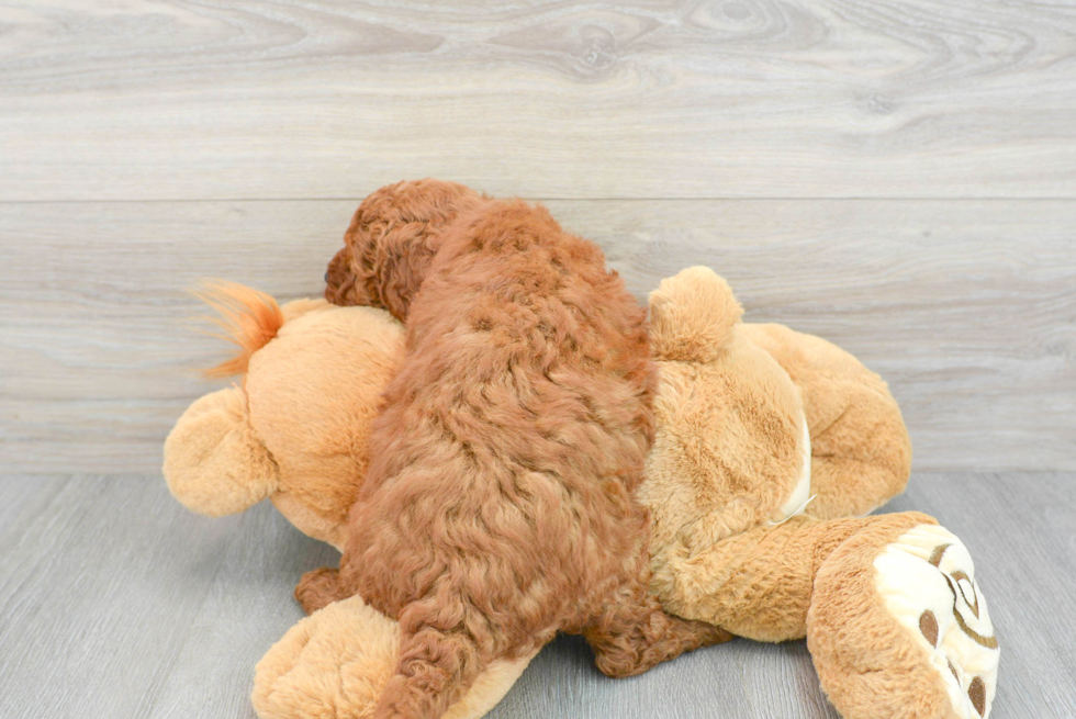 Energetic Golden Retriever Poodle Mix Puppy