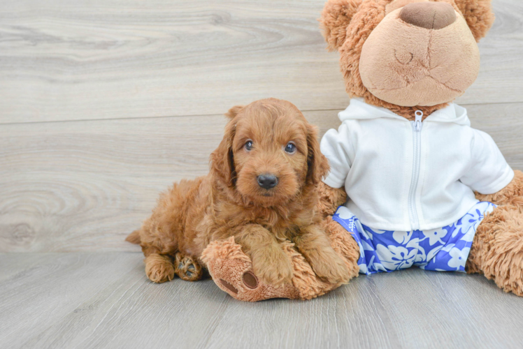 Cute Mini Goldendoodle Baby
