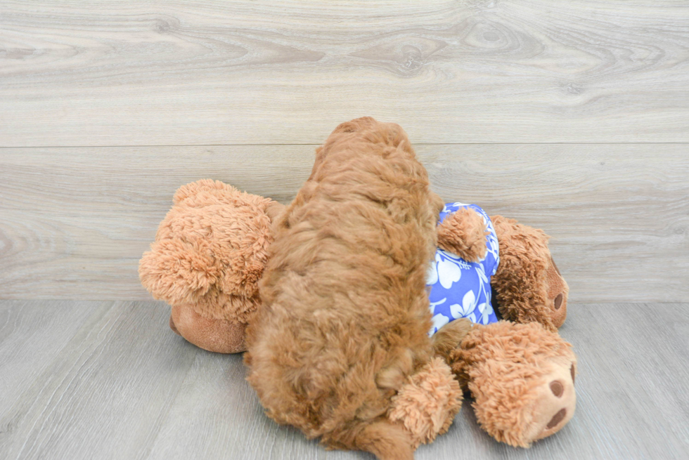 Energetic Golden Retriever Poodle Mix Puppy
