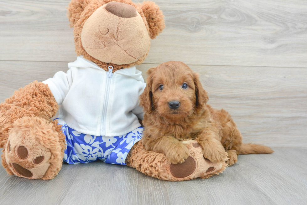 Mini Goldendoodle Puppy for Adoption