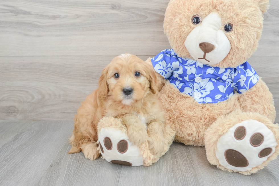 Little Golden Retriever Poodle Mix Puppy