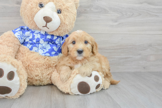 Best Mini Goldendoodle Baby