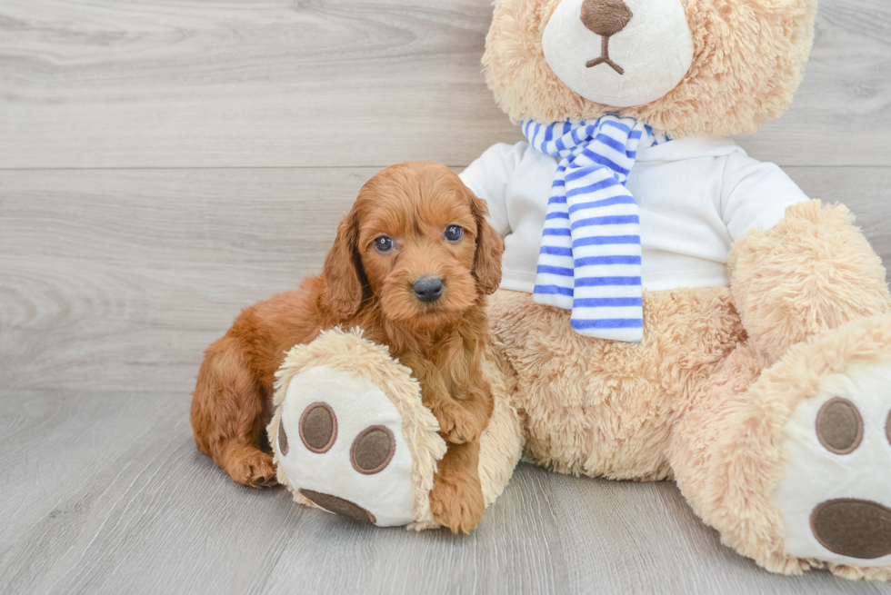 Mini Goldendoodle Pup Being Cute