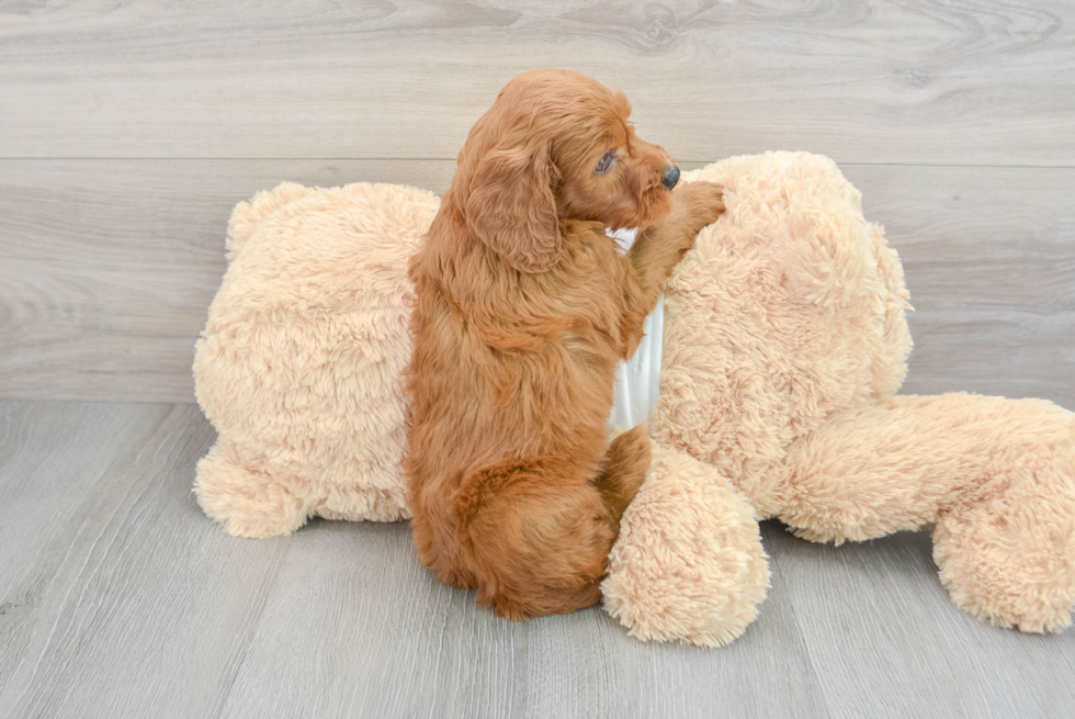 Mini Goldendoodle Pup Being Cute