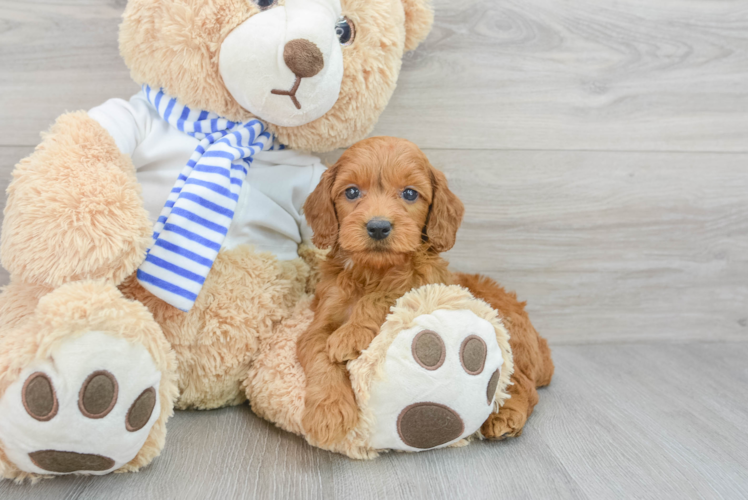 Best Mini Goldendoodle Baby