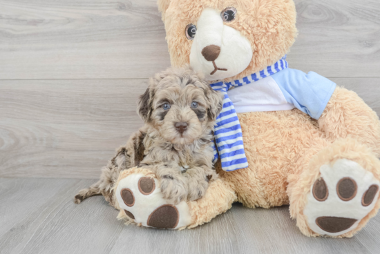 Fluffy Mini Goldendoodle Poodle Mix Pup