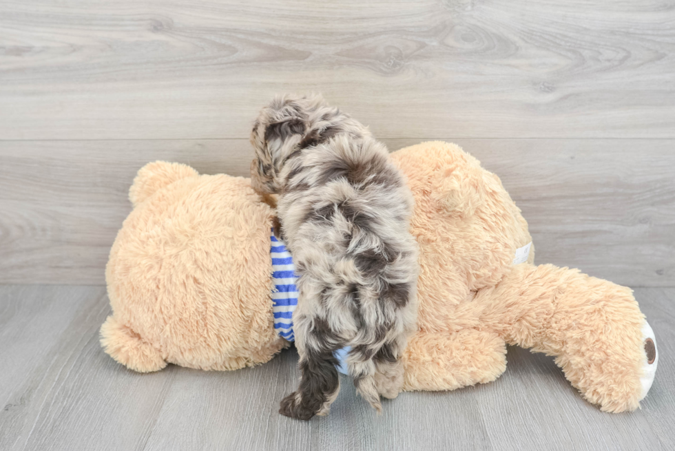 Mini Goldendoodle Pup Being Cute