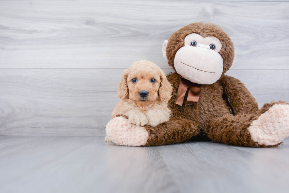 Little Golden Retriever Poodle Mix Puppy