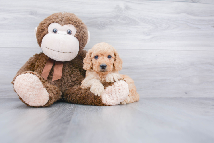 Playful Golden Retriever Poodle Mix Puppy