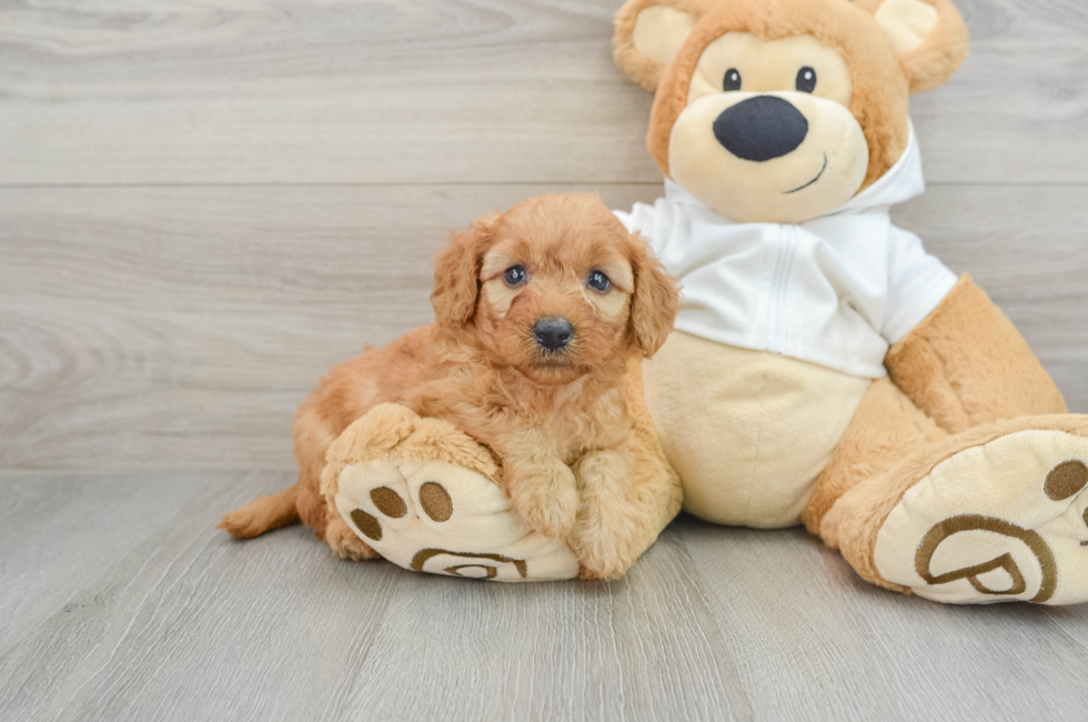 5 week old Mini Goldendoodle Puppy For Sale - Premier Pups