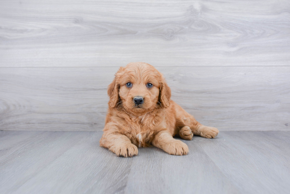 Playful Golden Retriever Poodle Mix Puppy