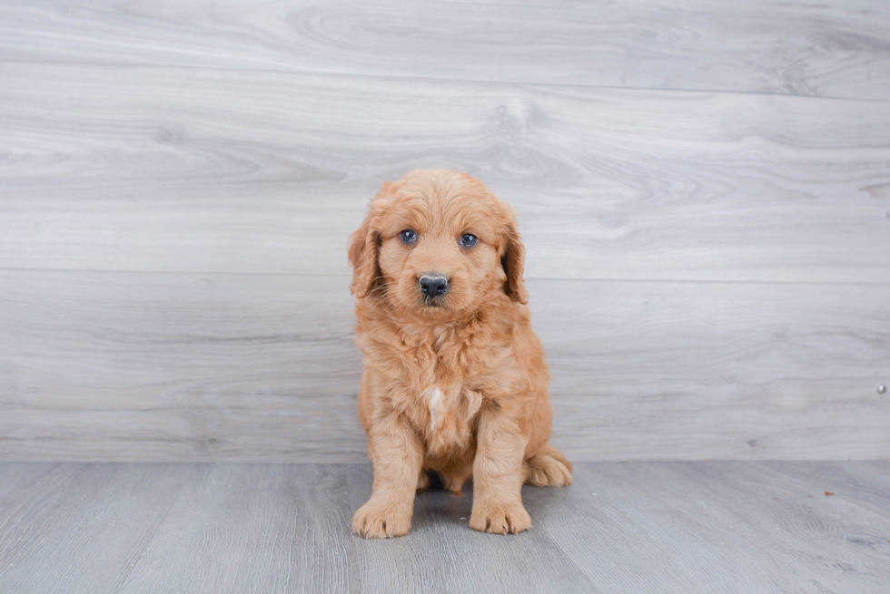 Best Mini Goldendoodle Baby