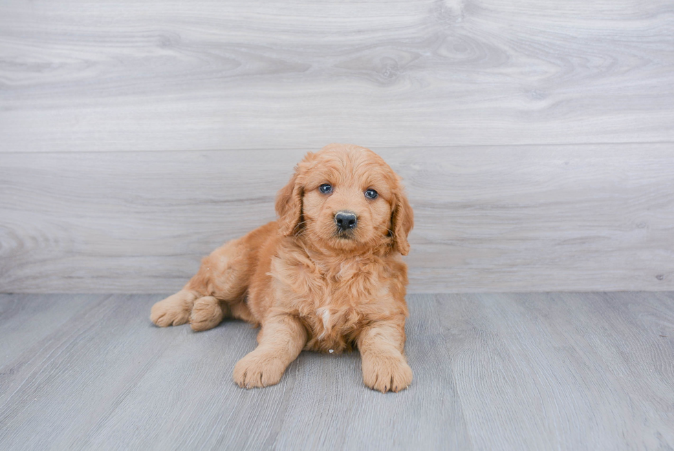 Best Mini Goldendoodle Baby