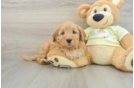 Energetic Golden Doodle Poodle Mix Puppy