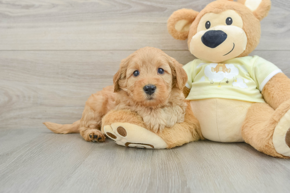 Energetic Golden Doodle Poodle Mix Puppy