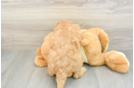 Small Mini Goldendoodle Baby