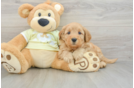 Petite Mini Goldendoodle Poodle Mix Pup