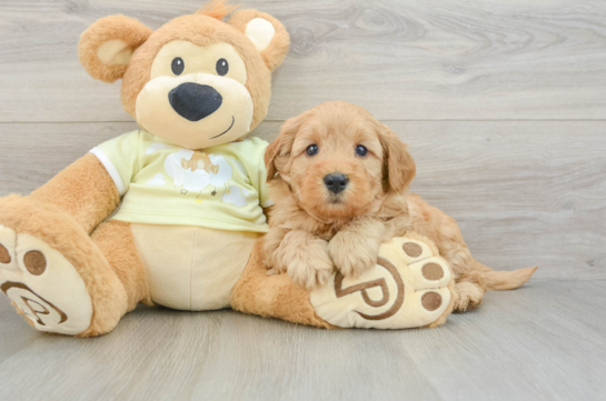 Petite Mini Goldendoodle Poodle Mix Pup