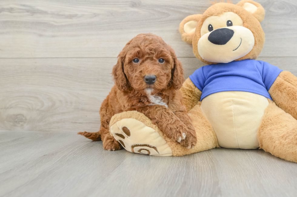 5 week old Mini Goldendoodle Puppy For Sale - Premier Pups