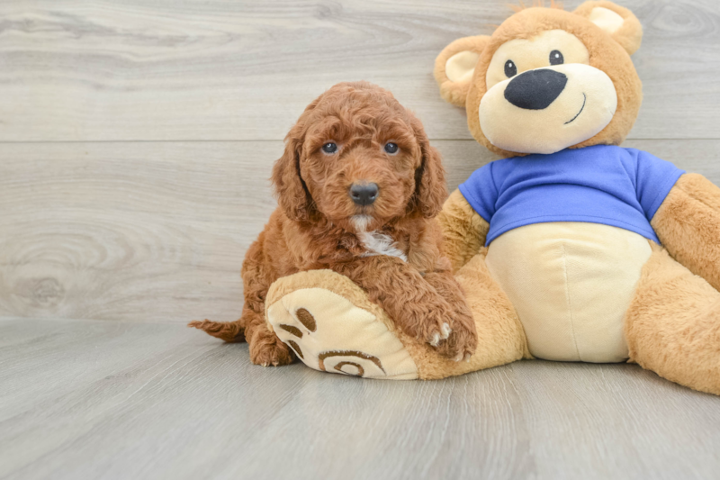 Meet Carson - our Mini Goldendoodle Puppy Photo 1/3 - Premier Pups