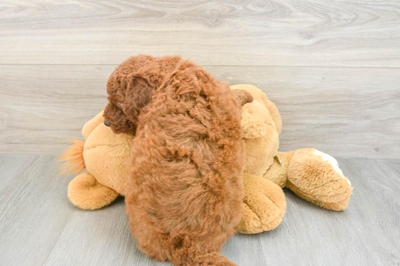 Meet Carson - our Mini Goldendoodle Puppy Photo 2/3 - Premier Pups