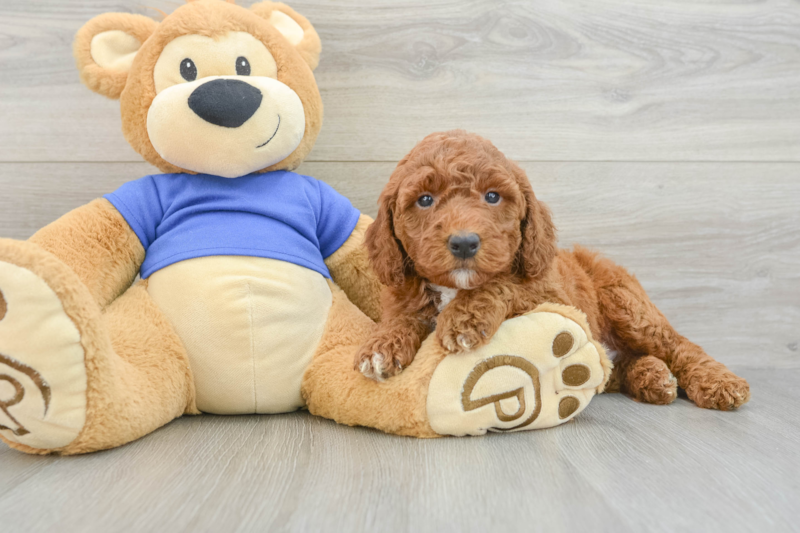 Meet Carson - our Mini Goldendoodle Puppy Photo 3/3 - Premier Pups