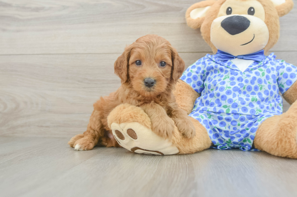 5 week old Mini Goldendoodle Puppy For Sale - Premier Pups