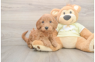 Mini Goldendoodle Puppy for Adoption