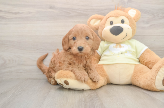 Mini Goldendoodle Puppy for Adoption