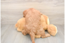Mini Goldendoodle Pup Being Cute