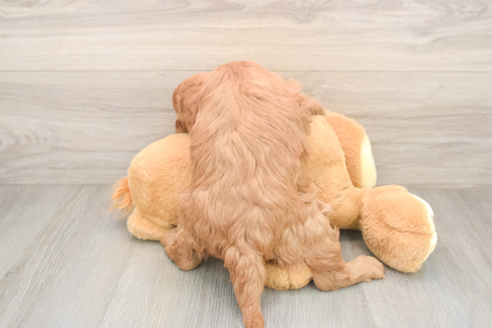Mini Goldendoodle Pup Being Cute