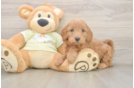 Best Mini Goldendoodle Baby