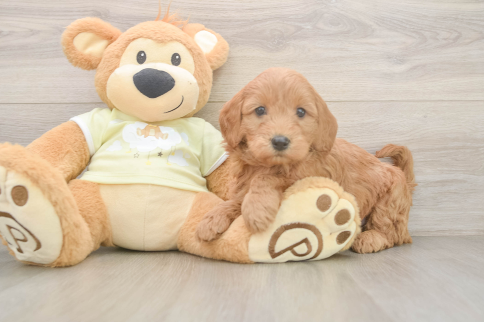 Best Mini Goldendoodle Baby