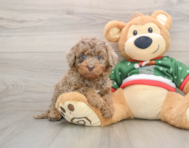 5 week old Mini Goldendoodle Puppy For Sale - Premier Pups