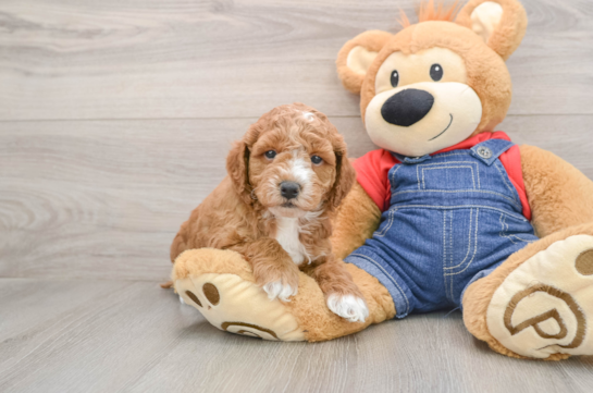 Fluffy Mini Goldendoodle Poodle Mix Pup