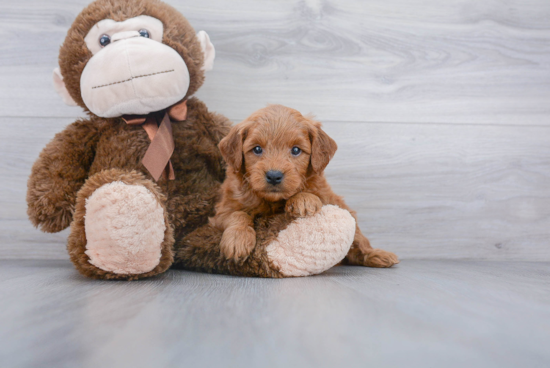 Funny Mini Goldendoodle Poodle Mix Pup